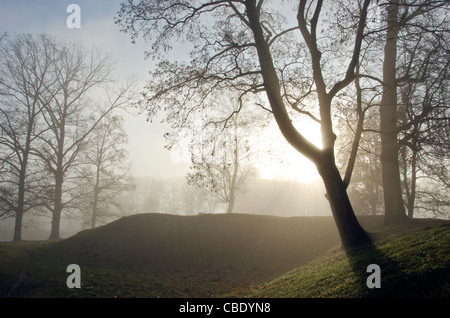 Fragment de la vallée forestière. Vieux Chêne enfoncés dans un épais brouillard. Banque D'Images