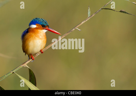 Paysage de la malachite King Fisher. Banque D'Images