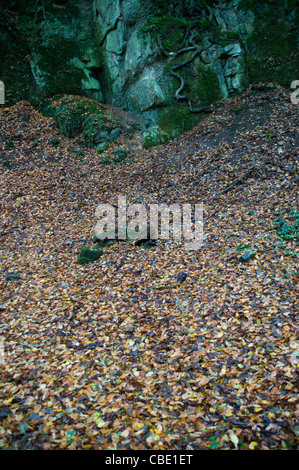 Falaise de la mousse vert foncé et couvert de feuilles sol forestier Banque D'Images