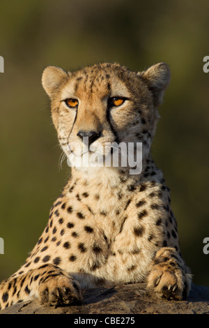 Le Guépard (Acinonyx jubatus) en Afrique du Sud. Avoir une vue sur le rocher pour voir s'il y a des intérêts de l'autre côté. Banque D'Images