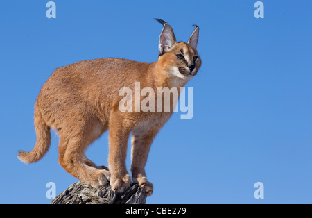 Lynx africaine Caracal. Un superbe cliché avec une belle lumière bleue derrière le Caracal prêt à faire un bond. Banque D'Images