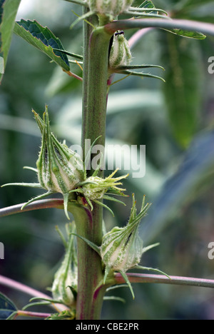 Vue rapprochée d'hibicus usine cannabinus Banque D'Images