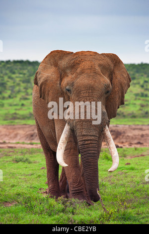 Un grand Elephant Bull ( Loxodonta Africana ) capturée en Hapoor Dam dans Addo Elephant National Park en Afrique du Sud. Banque D'Images