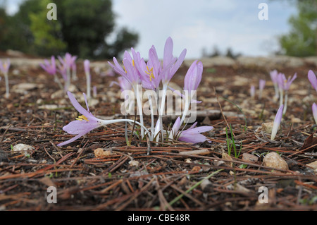 Steven's meadow-safran (Colchicum stevenii) Banque D'Images