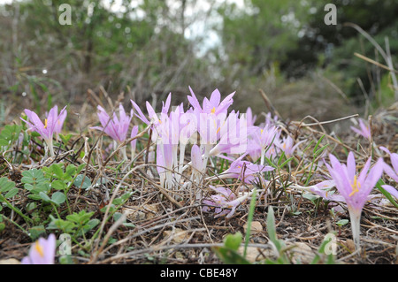 Steven's meadow-safran (Colchicum stevenii) Banque D'Images