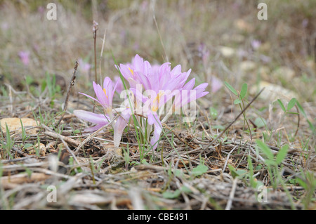 Steven's meadow-safran (Colchicum stevenii) Banque D'Images