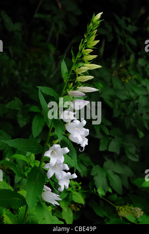 Campanula lactiflora alba. Bellflower croissant au bord de la rivière Banque D'Images