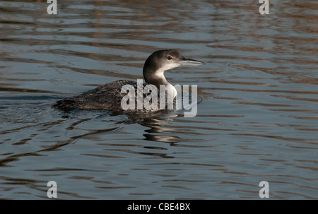 La Great Northern Diver Gavia immer Banque D'Images