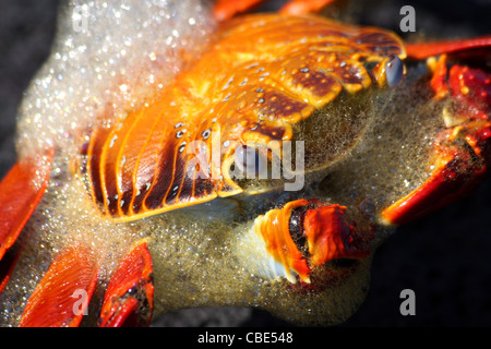 Sally Lightfoot, Crabe Grapsus grapsus, couvert de bulles alors que sa carapace mue Banque D'Images