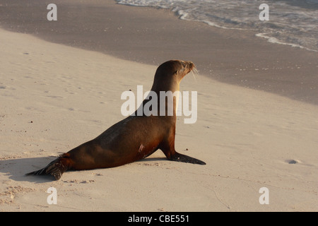 Lion de mer Galapagos - Zalophus californianus wollebacki Banque D'Images