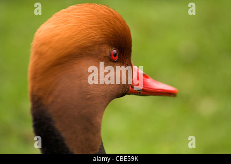 Homme Nette rousse Netta rufina, Banque D'Images