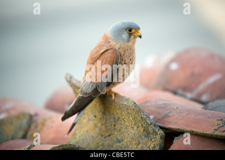 Faucon crécerellette (Falco naumanni), homme perché sur le toit, Espagne Banque D'Images