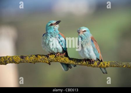 Coracias garrulus European Roller (paire), l'affichage, de l'Espagne de cour Banque D'Images