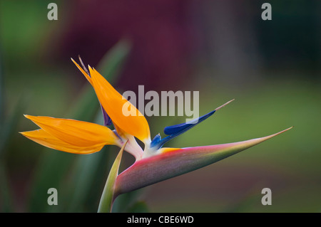 Oiseau de Paradis (Strelitzia reginae) fleur ; Hawaii. Banque D'Images