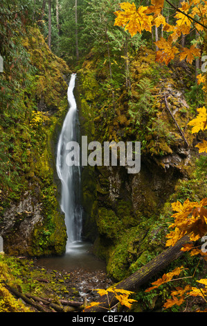 Pinard Falls ; Umpqua National Forest, des cascades, de l'Oregon Banque D'Images