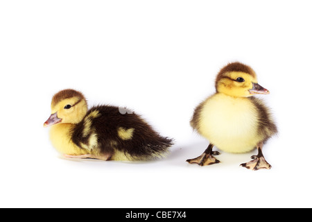 Petit Canard in front of white background, isolé. La photo est faite en studio. Banque D'Images