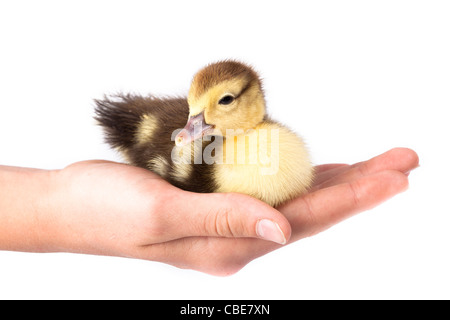 Petit Canard in front of white background, isolé. La photo est faite en studio. Banque D'Images