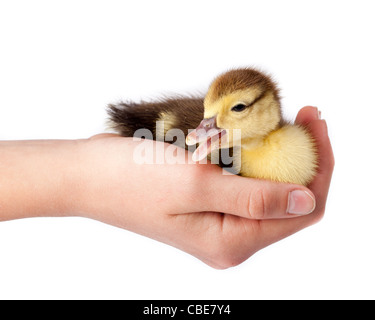 Petit Canard in front of white background, isolé. La photo est faite en studio. Banque D'Images