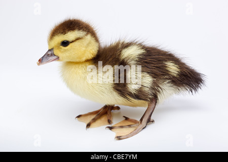 Petit Canard in front of white background, isolé. La photo est faite en studio. Banque D'Images