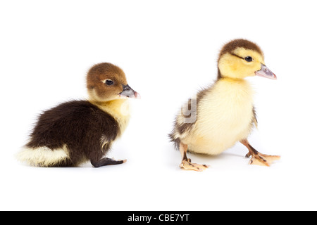 Petit Canard in front of white background, isolé. La photo est faite en studio. Banque D'Images