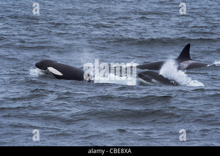 Orca/Épaulard (Orcinus orca). Trois femelles adultes à la surface. Monterey, Californie, l'océan Pacifique. Banque D'Images