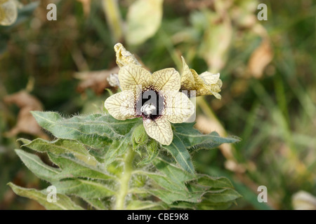 Hyoscyamus niger Jusquiame noire Banque D'Images