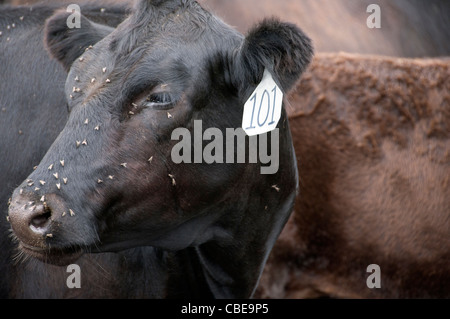 Libre de mouches avec des bovins sur son visage et l'étiquette à l'oreille Banque D'Images