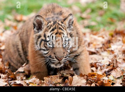 Quatre mois le tigre de cub jouant dans les feuilles d'automne Banque D'Images