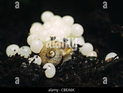 Escargot avec fraîchement pondu, UK Banque D'Images