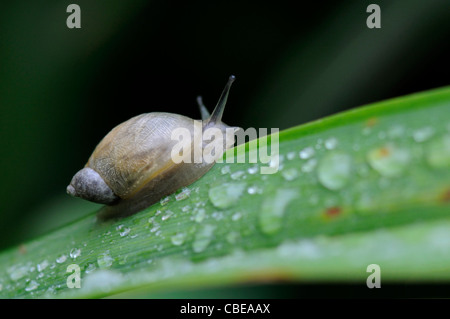 Escargot sur un brin d'herbe avec la rosée du matin Banque D'Images