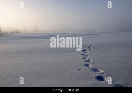 Des empreintes de pas ou des pistes d'animaux dans un champ neigeux Banque D'Images