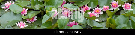 Water Lily Panorama Banque D'Images