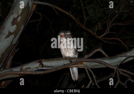 Une grille supérieure de fauve dans un arbre de nuit Podargus strigoides. Banque D'Images