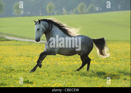 Cheval andalou (Equus ferus caballus). Hongre gris pommelé dans un galop sur un pré. Banque D'Images