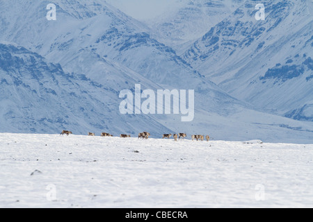 Le caribou (Rangifer tarandus) un troupeau dans la neige sur la migration vers le sud, au versant nord de Brooks, de l'Alaska en Octobre Banque D'Images