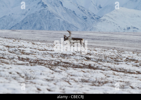 Le caribou (Rangifer tarandus) bull dans la neige sur la migration vers le sud, au versant nord de Brooks, de l'Alaska en Octobre Banque D'Images