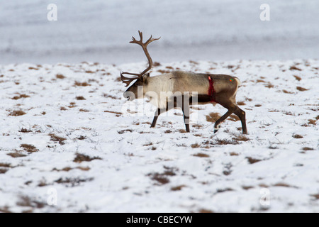 Le caribou (Rangifer tarandus) blessé bull shot avec la flèche sur la migration vers le sud, au versant nord de Brooks, de l'Alaska en Octobre Banque D'Images