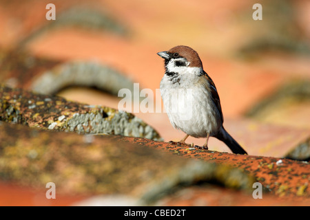 Moineau friquet (passer montanus) debout sur un toit. Banque D'Images