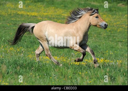 Norwegian Fjord Horse (Equus ferus caballus). Colt dans un galop sur un pré. Banque D'Images