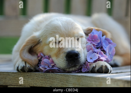 Golden Retriever (Canis lupus familiaris). Chiot dormir sur un Hortensia bleu fleur. Banque D'Images