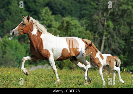 Cheval islandais (Equus ferus caballus). Jument Pinto avec poulain dans un trot sur un pré. Banque D'Images