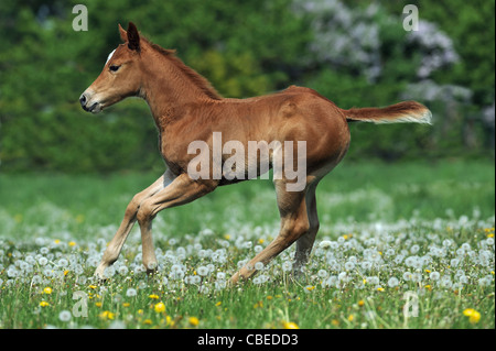 Quarter Horse (Equus ferus caballus). Poulain alezan dans un galop sur un pré. Banque D'Images