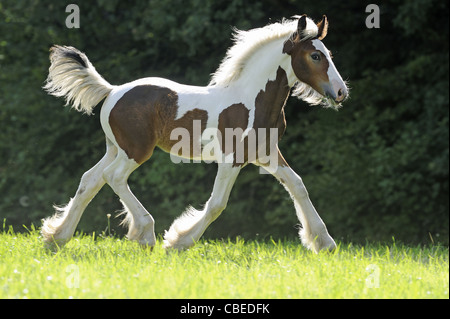 Gypsy Vanner le Cheval (Equus ferus caballus), poulain trottant sur un pré. Banque D'Images