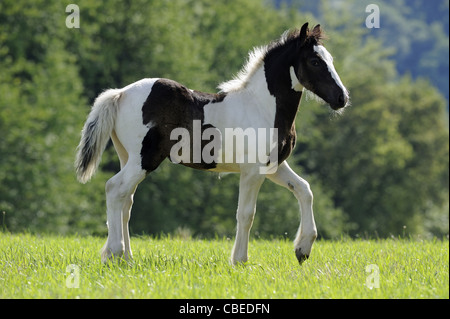 Gypsy Vanner le Cheval (Equus ferus caballus), poulain marche sur un pré. Banque D'Images
