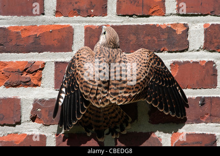 Faucon crécerelle (Falco tinnunculus). Les juvéniles accrochés à un mur de briques. Banque D'Images