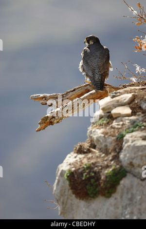 Le faucon pèlerin (Falco peregrinus) debout sur une branche cassée. Banque D'Images