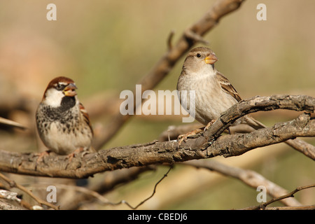 Moineau espagnol (Passer hispaniolensis), hommes et femmes perchées sur des brindilles. Banque D'Images