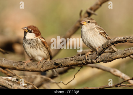 Moineau espagnol (Passer hispaniolensis), hommes et femmes perchées sur des brindilles. Banque D'Images