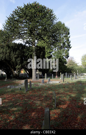 Des pierres tombales dans le cimetière de St James Church à Cardington, Shropshire, Angleterre. Banque D'Images