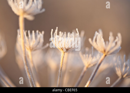 soleil matinal sur le givre, campagne royaume-uni Banque D'Images